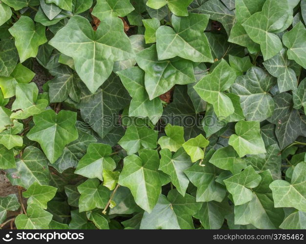 Ivy leaves. Green ivy leaves useful as a background