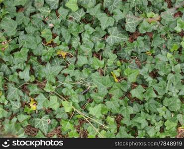 Ivy leaves. Green ivy leaves useful as a background