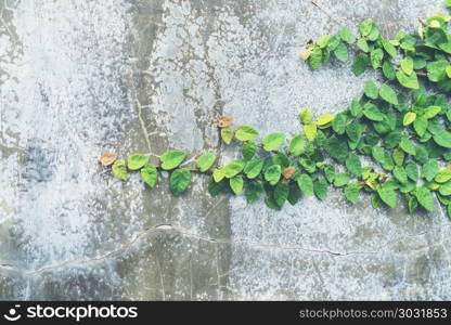 Ivy leaves on loft style wall