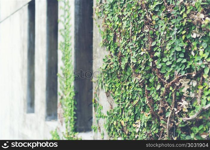 Ivy leaves on loft style wall