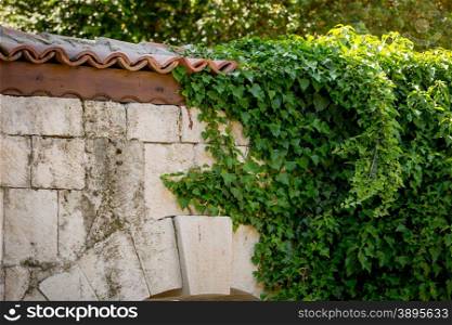 Ivy leaves on old stone wall with red tiled roof