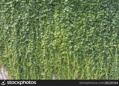 ivy leaves on the wall background for wallpaper