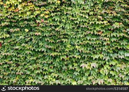Ivy leaves to use wallpaper