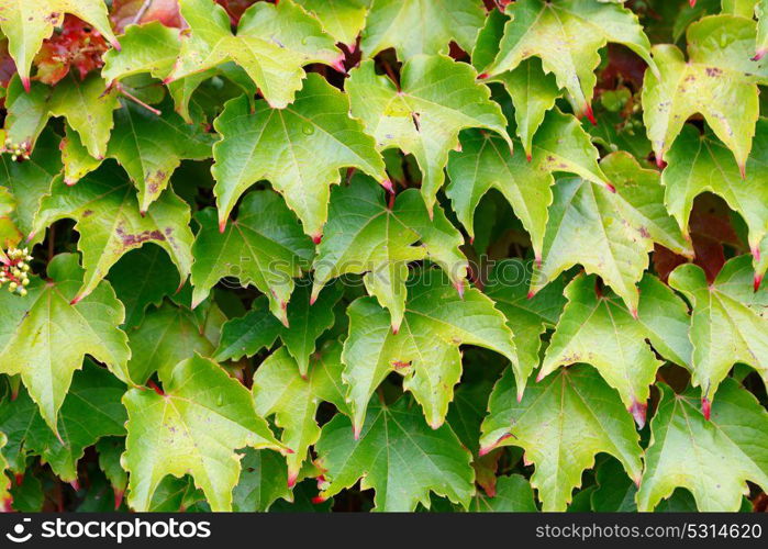 Ivy leaves to use wallpaper