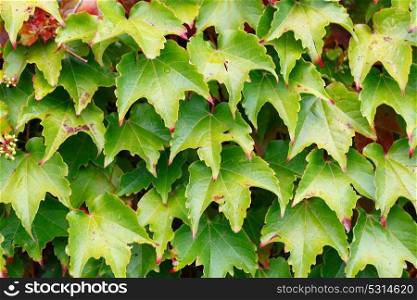 Ivy leaves to use wallpaper