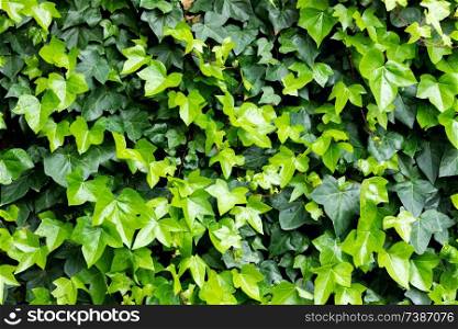 Ivy leaves to use wallpaper with a beautiful color