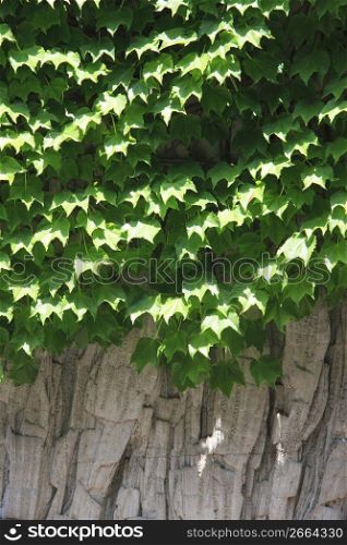 Ivy of fresh green
