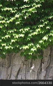 Ivy of fresh green