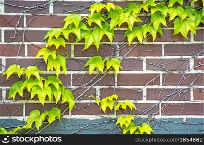 ivy on an old brick wall