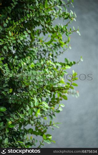 ivy on gray wall background