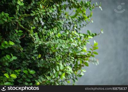 ivy on gray wall background