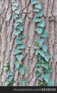 ""Ivy on Tree" Ivy growing up on a large tree"
