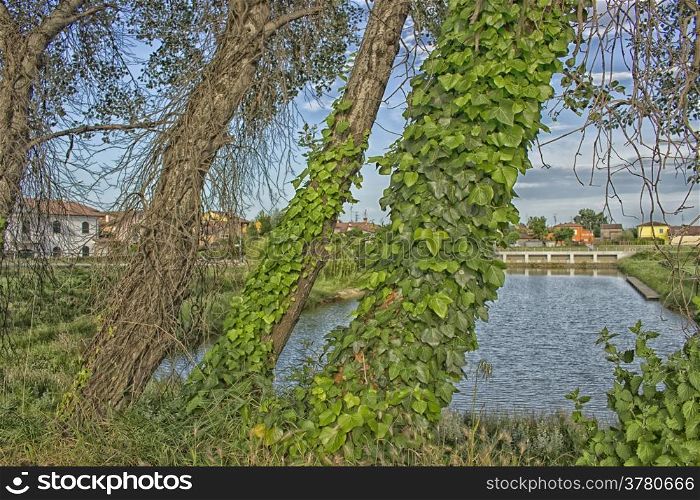 Ivy on trees along water channel along a water channel in Italian countryside