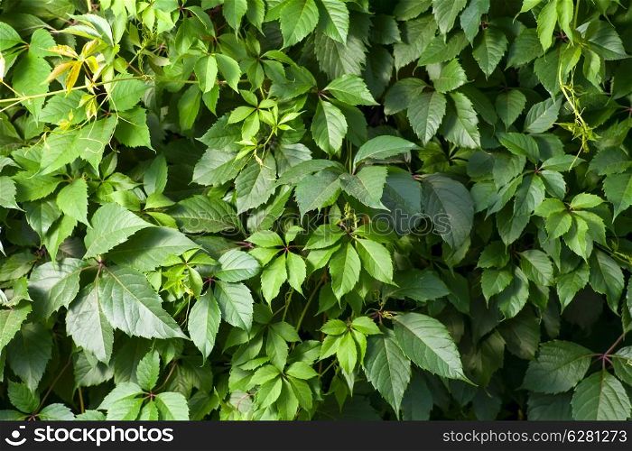 Ivy over fence background. Fresh green leaves as wallpaper