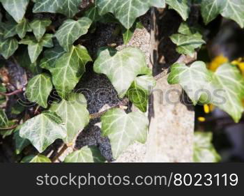 Ivy over wall old wall, horizontal image