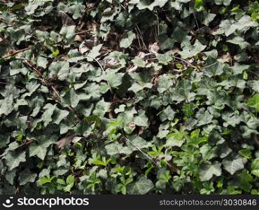 ivy plant background. ivy (Hedera) plant useful as a background