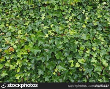 Ivy plant background. Ivy (Hedera) plant useful as a background