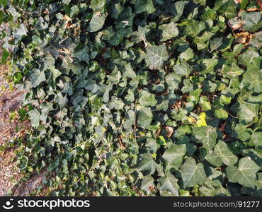 ivy plant background. ivy (Hedera) plant useful as a background