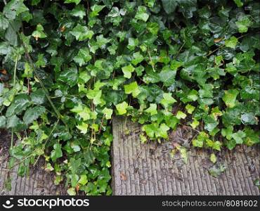 Ivy plant leaves. Green Ivy (Hedera) plant leaves useful as a background