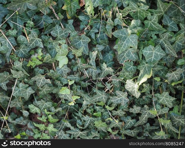 Ivy plant leaves. Green Ivy (Hedera) plant leaves useful as a background