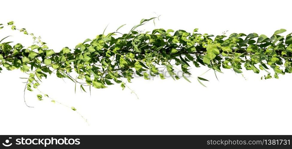 ivy plant on electric wire isolate on white background