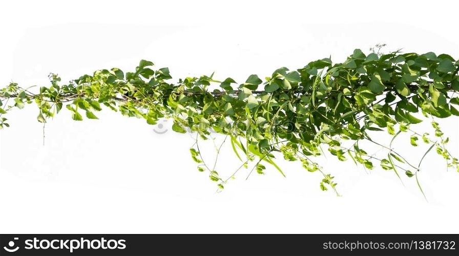 ivy plant on electric wire isolate on white background