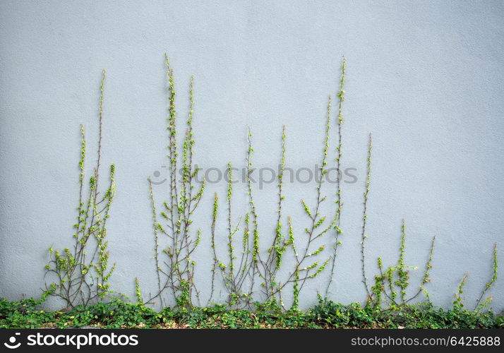 ivy plant on grey cement wall