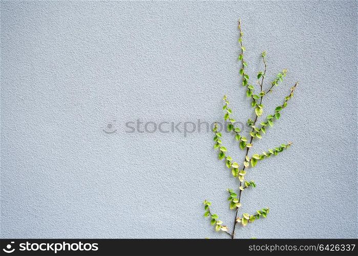 ivy plant on grey cement wall