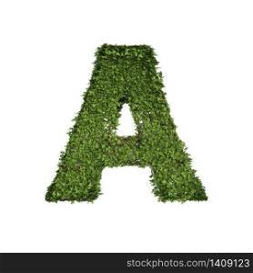 Ivy plant with leaves, green creeper bush and vines forming letter A, English alphabet text font character isolated on white in nature, growth and eco environment concept. 3d tree illustration.