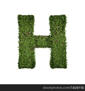 Ivy plant with leaves, green creeper bush and vines forming letter H, English alphabet text font character isolated on white in nature, growth and eco environment concept. 3d tree illustration.