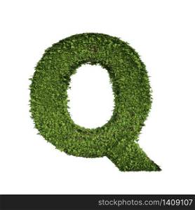 Ivy plant with leaves, green creeper bush and vines forming letter Q, English alphabet text font character isolated on white in nature, growth and eco environment concept. 3d tree illustration.