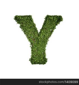Ivy plant with leaves, green creeper bush and vines forming letter Y, English alphabet text font character isolated on white in nature, growth and eco environment concept. 3d tree illustration.