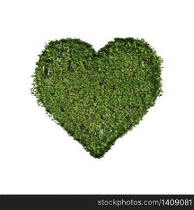Ivy plant with leaves, green creeper bush and vines forming love heart sign symbol isolated on white in nature, growth and eco environment concept. 3d tree illustration.
