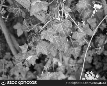 Ivy plants background in black and white. Ivy (Hedera) plant useful as a background in black and white