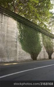 Ivy plants crawling up cement wall along roadside in Sydney, Australia.