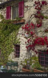 Ivy plants growing on house, Chianti, Tuscany, Italy