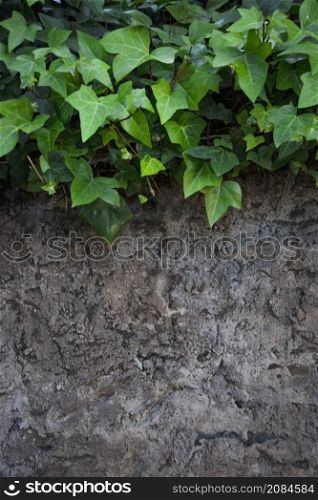 ivy rocky surface
