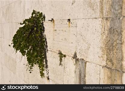 Ivy starting to grow on a wall