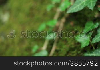 Ivy Vine On The Mossy Boulder. Shot Motorized Slider