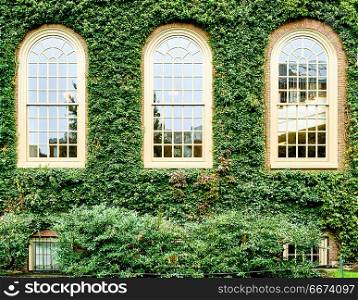 Ivy wall in Harvard. Ivy wall in Harvard at Cambridge, Massachusetts, USA.