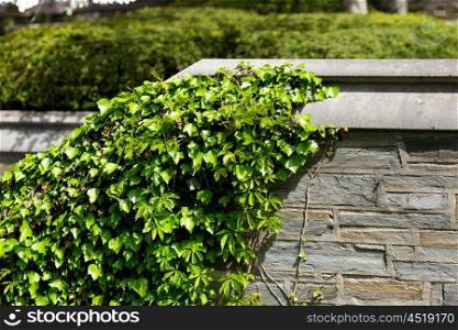 Ivy wall in Ithaca, New York