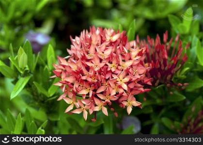 ixora flowers at full bloom on a summer day
