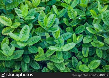 Ixora or West Indian Jasmine Green Leaves background