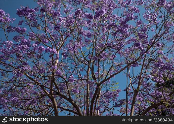 Jacaranda tree blooming with purple over bright blue sky, Mexico city