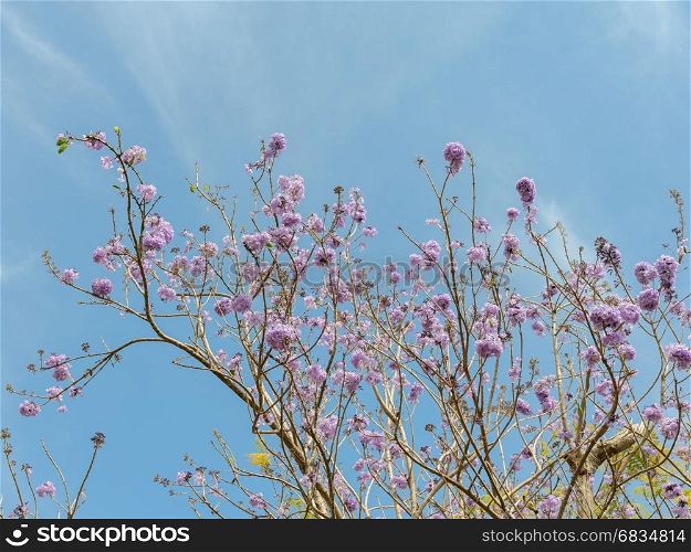 Jacaranda tree with bunches of purple flower on blue sky background