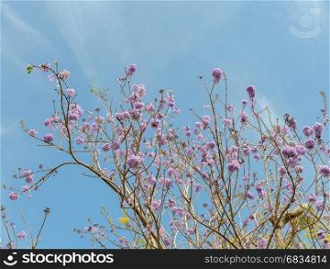 Jacaranda tree with bunches of purple flower on blue sky background