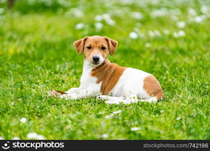 jack russel on meadow