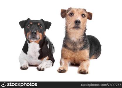 Jack Russel Terrier and mixed breed dog. Jack Russel Terrier dog and mixed breed dog isolated on a white background