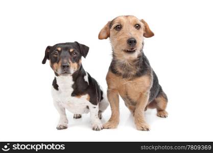 Jack Russel Terrier dog and a mixed breed dog. Jack Russel Terrier dog and a mixed breed dog in front of a white background