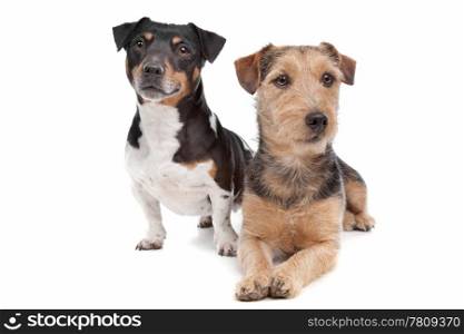 Jack Russel Terrier dog and a mixed breed dog. Jack Russel Terrier dog and a mixed breed dog in front of a white background